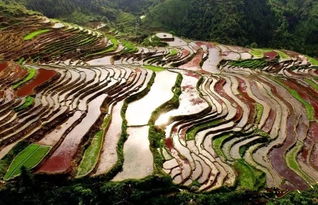 五彩梯田 古这梯田 就在柳州周边 