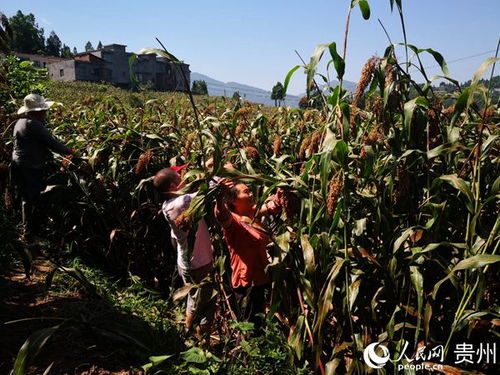 习水 红高粱穗粒饱满 田间地头采收忙 