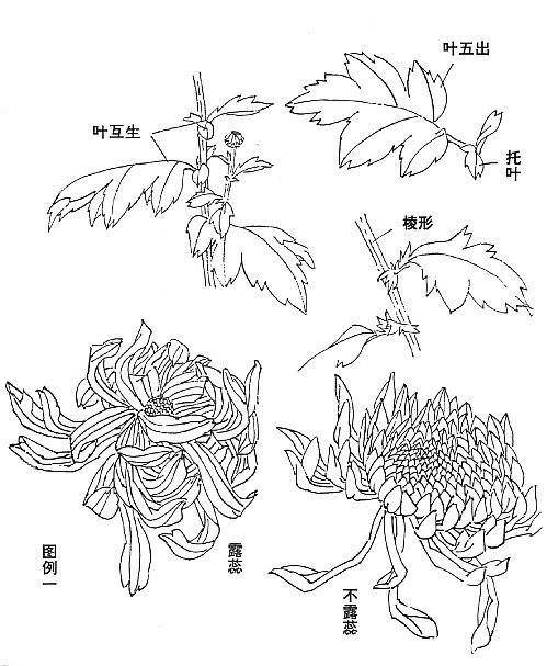 菊花怎么画简单又好看,金丝猴菊的画法？