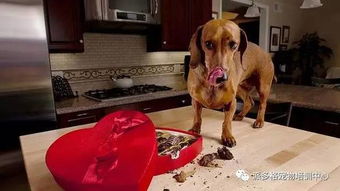 情人节想喂狗狗一颗巧克力 这哪是虐狗,简直是害狗啊 