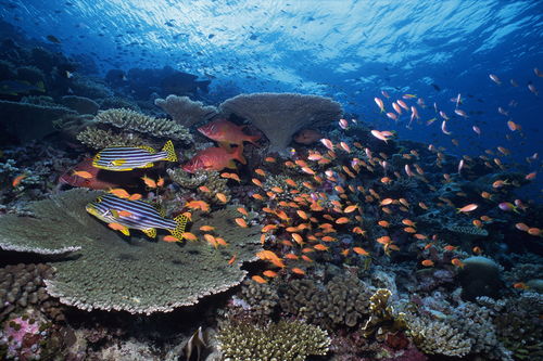 深海鱼群图片海底世界桌面壁纸 图片欣赏中心 急不急图文 Jpjww Com