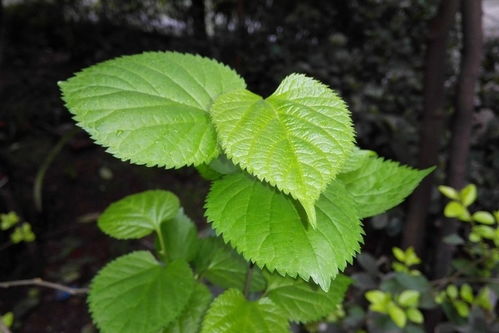 桑树介绍,桑树特征及园林用途 园林景观植物库 