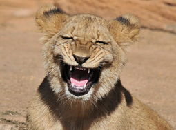 狮子也可爱 对镜头露出锋利牙齿咧嘴大笑