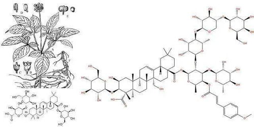 人参为何有如此强大的功效