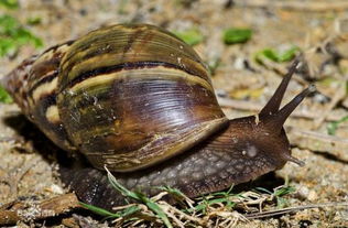 非洲大蜗牛是什么样的 