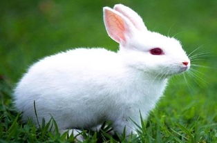 兔子吃什么长得最快 