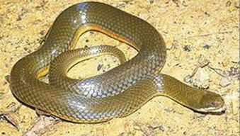 蛇的毒是怎么产生的是一出生就有了吗