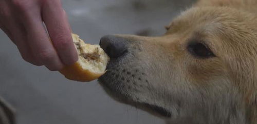 狗能吃面包吗,要是吃了怎么办