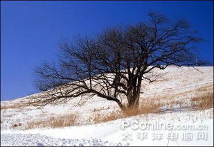 大雪纷飞飞落地 数码摄像机雪景拍摄技巧 