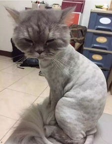 给猫剃毛真的是对TA好 猫毛是件皮大衣 大热天的要剃掉