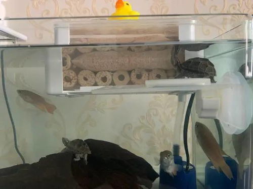 最好养的深水龟 麝香龟