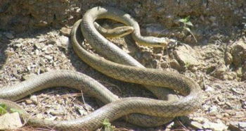 罕见的蛇群体交媾 成千上万条蛇集体交配奇观 
