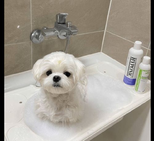 主人放好热水后,狗狗主动坐在里面泡澡,这可爱模样就是天使呀