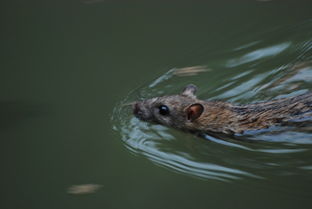 老鼠.游泳 