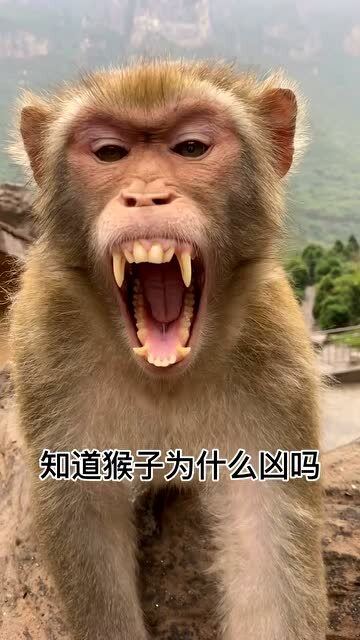 中国猴山 猴子为什么凶 肯定是有原因的 