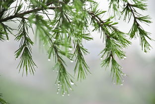 关于初夏雨后树林的诗句