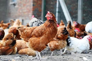 家里养的鸡不小心得了鸡瘟怎么办,怎样防治鸡瘟