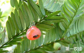 红豆杉种子多久发芽,红豆杉种子怎样处理才能发芽？
