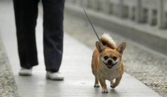 今天起徐州市区开始整治违规养犬,不符合这些规定的犬只将被 