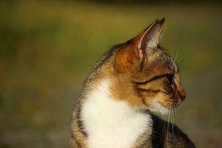 小猫与鱼的奇幻冒险，小猫和鱼的故事看图写话