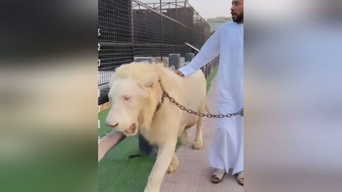 迪拜人的宠物白狮子,像是找到了金饭碗,不敢造次