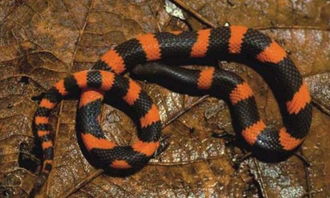 在墨西哥山区科学家们又发现了蛇类新物种