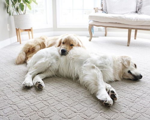 这些金毛猎犬兄弟喜欢把对方当作枕头 