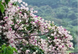 清溪 花开花落间,去赴一场春之约吧