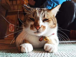 神奇的日本网红打卡地 猫寺 日本人把猫当成神一般崇拜