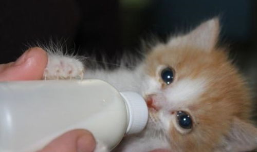 饿怕了,流浪幼猫被收养后,走哪都抱着奶瓶,让人又心疼又好笑