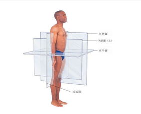 体态矫正之骨盆前倾