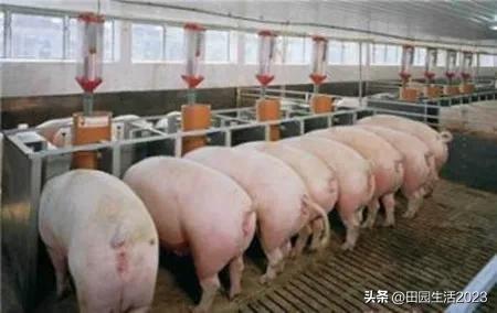2023年猪价是涨还是跌,猪价跌得一团糟！2023年，养猪人仍要煎熬？