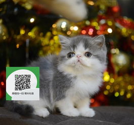 杭州哪里有加菲猫出售 杭州加菲猫价格 杭州宠物狗出售信息
