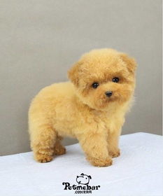 想养这样一只可爱的小型犬,请问各位谁知道这样狗狗的价格 到哪里可以买到啊 