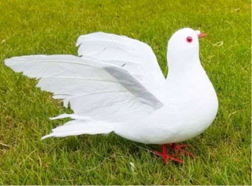鸽子为什么是和平的象征 放鸽子 一词又是怎么来的