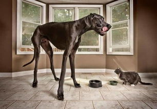 美国一只5岁大丹麦犬去世,曾被选为世界最高的狗,直立超2米 