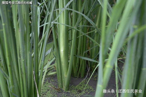 茭白 茭笋 茭瓜 禾笋不是笋,而是植物染上病菌,而形成的蔬菜