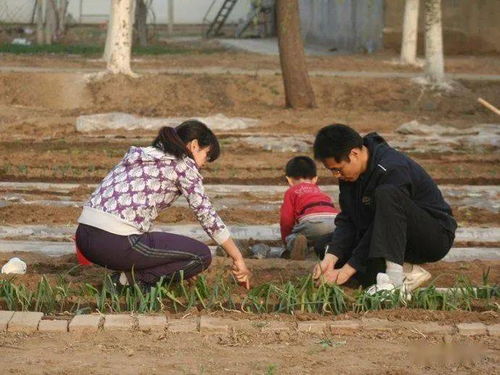 《菜园小记》赏析