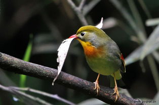 准备筑巢的红嘴相思鸟 贵州版 Guizhou 