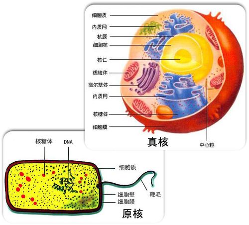 原核生物一定比真核生物低等吗