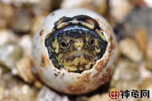 红面龟蛋孵化温度？