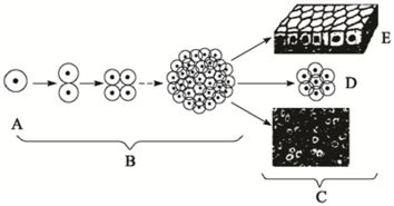 下图是从受精卵开始到组织的形成过程示意图,根据图完成下列问题 . 1 图中A表示 ,B为 的过程,其结果是细胞 增加 但是细胞的 和 都不发生变化,并且都具有 能力 