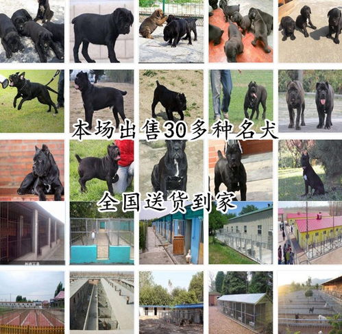 杨庄窠乡狗场联系电话养狗基地