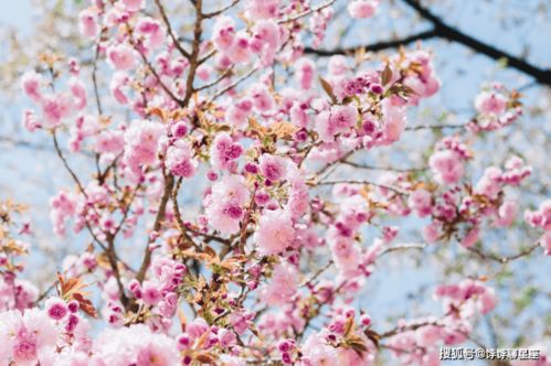 2月上旬4星座运势 桃花节节攀升,相逢良人,开启爱情的新篇章
