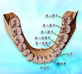 牙齿发炎根管治疗后，为什么牙根有异物，有可能故意放入吗