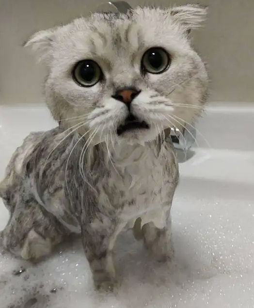 宠物店给猫洗一次澡收费80块,你觉得价格合理吗