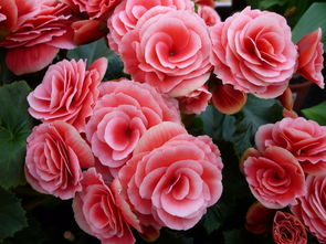 玫瑰海棠的寓意是什么,海棠哪个品种寓意好？