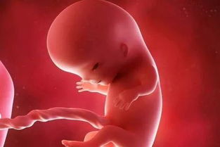 胎儿几个月成形(孩子几个月成型)
