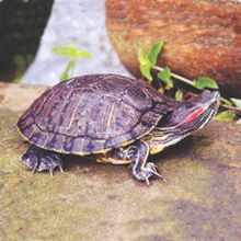 红耳龟人工饲养管理技术