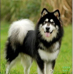 西伯利亚雪橇犬和阿拉斯加雪橇犬的区别 